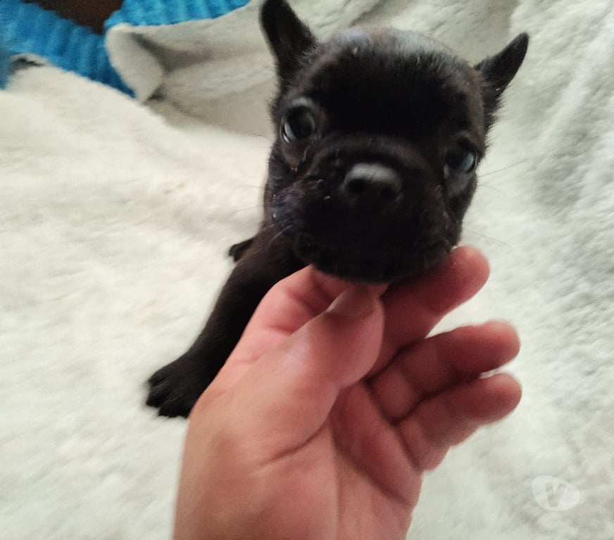 Gatos en Venta Concepción Concepción - Fotos de Cachorros bulldog francés