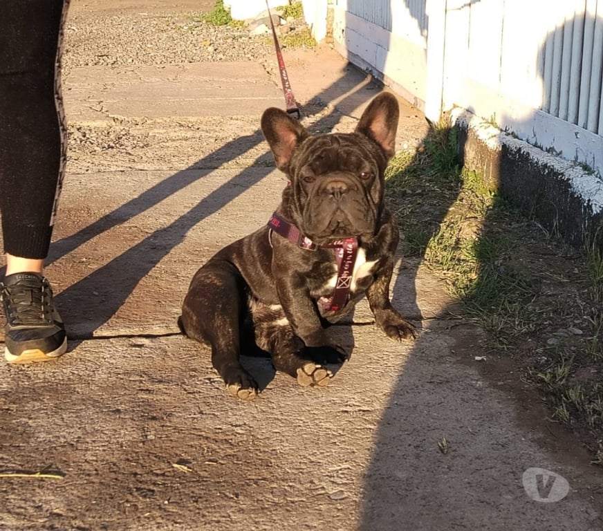Gatos en Venta Concepción Concepción - Fotos de Cachorros bulldog francés