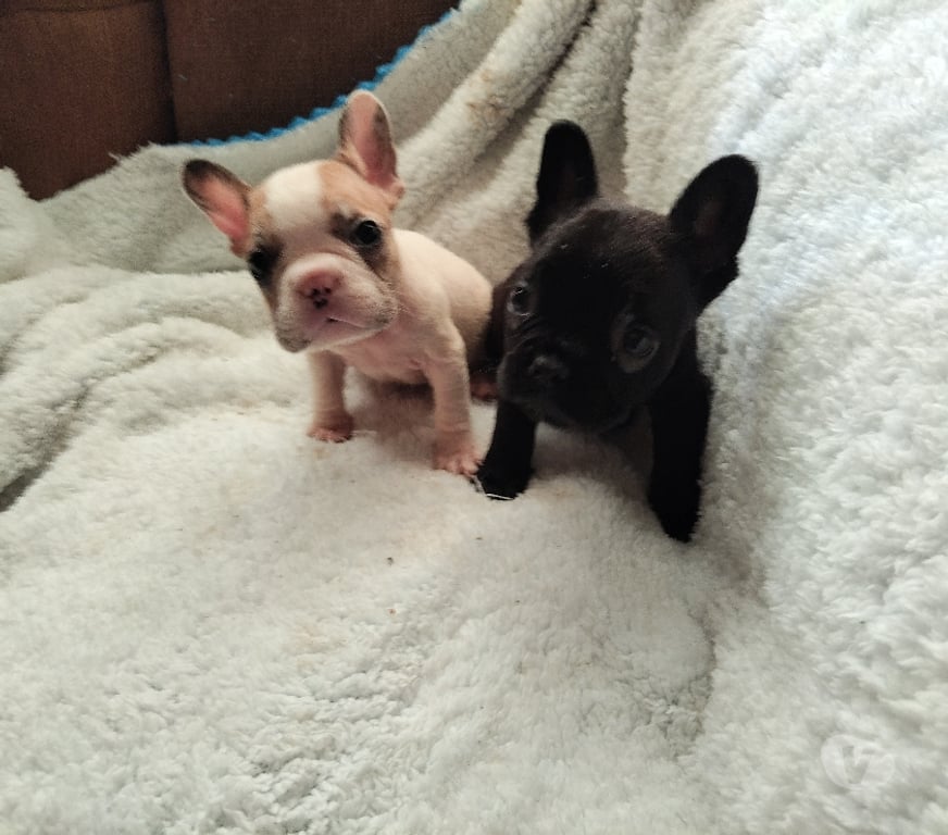 Gatos en Venta Concepción Concepción - Fotos de Cachorros bulldog francés