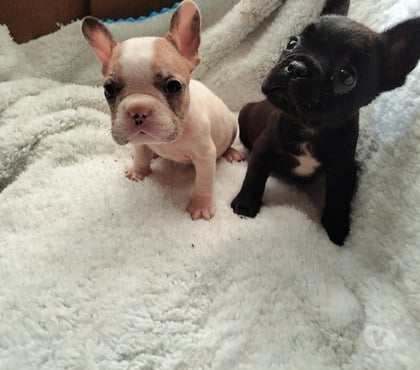 Mascotas en Venta Concepción Concepción - Fotos de Cachorros bulldog francés