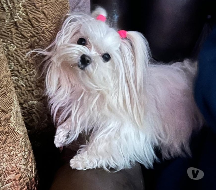 Gatos en Venta Santiago Maipú - Fotos de Bichon maltés macho
