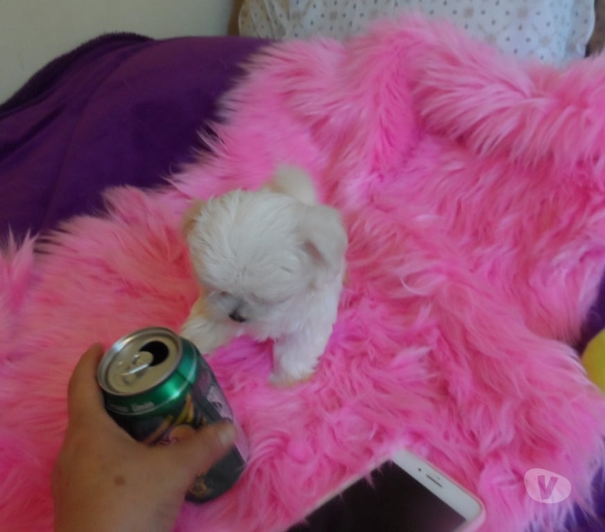 Gatos en Venta Santiago Maipú - Fotos de Bichon maltés macho