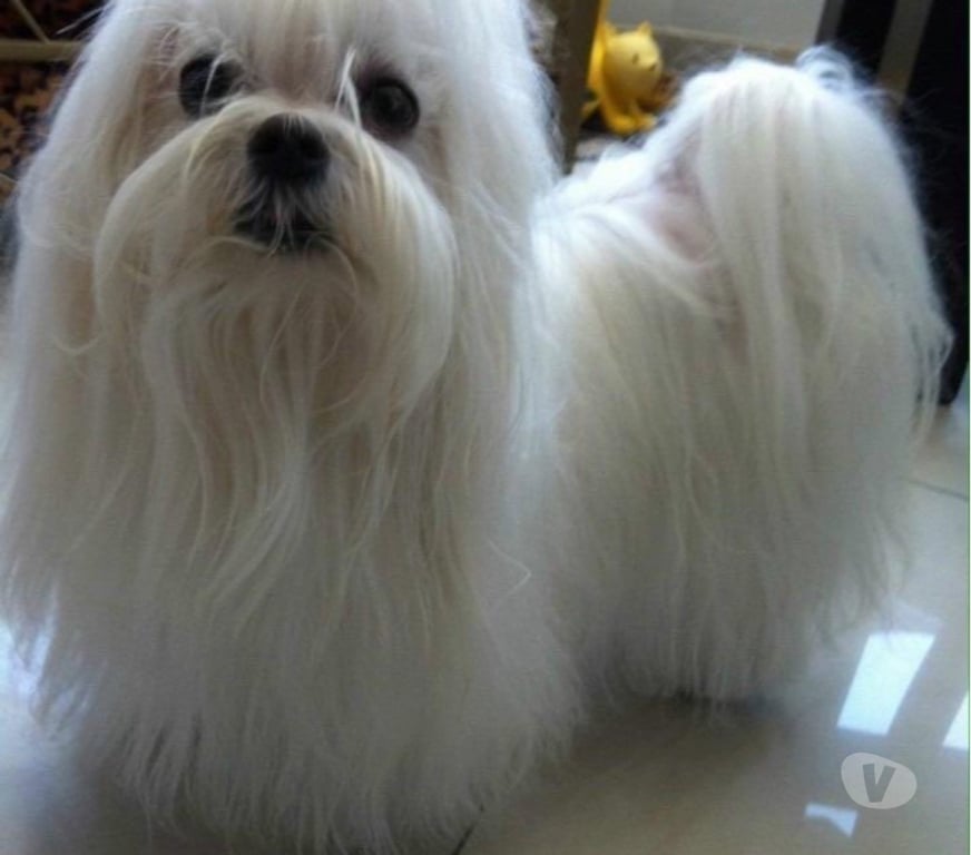 Gatos en Venta Santiago Maipú - Fotos de Bichon maltés macho