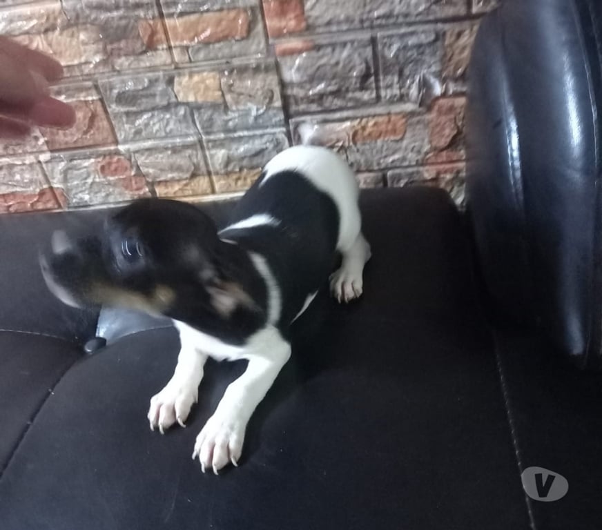 Gatos en Venta Maipo San Bernardo - Fotos de Foxterrier macho 2 meses