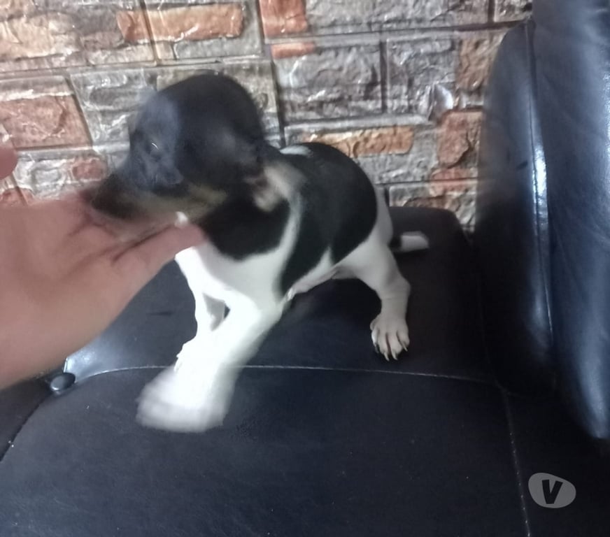 Gatos en Venta Maipo San Bernardo - Fotos de Foxterrier macho 2 meses