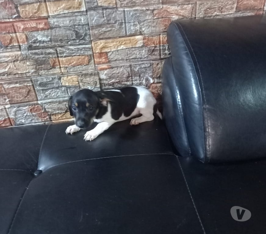 Gatos en Venta Maipo San Bernardo - Fotos de Foxterrier macho 2 meses