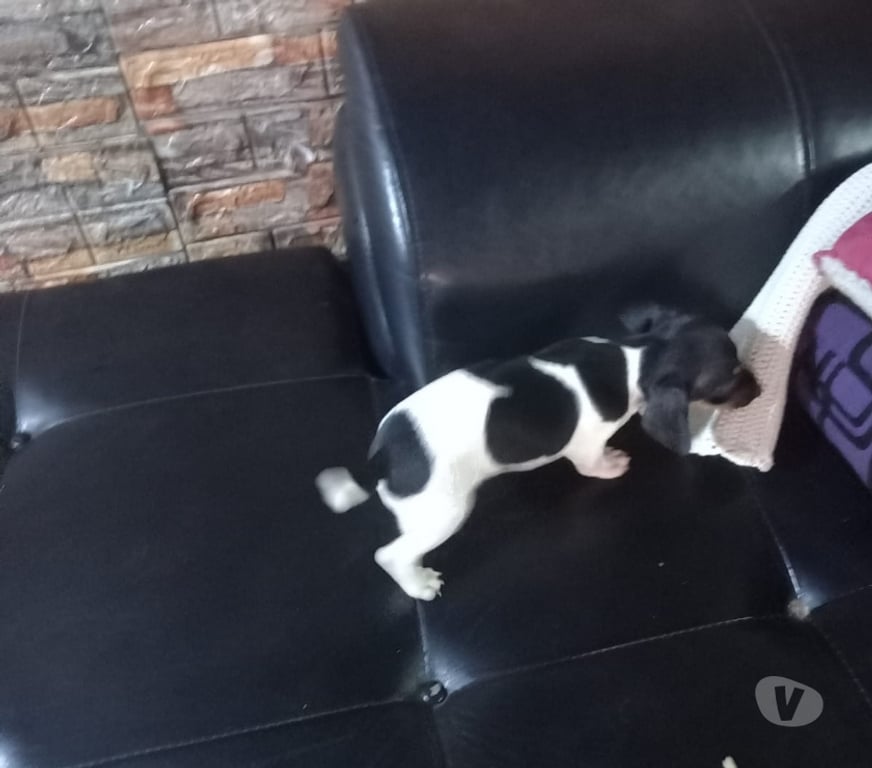 Gatos en Venta Maipo San Bernardo - Fotos de Foxterrier macho 2 meses