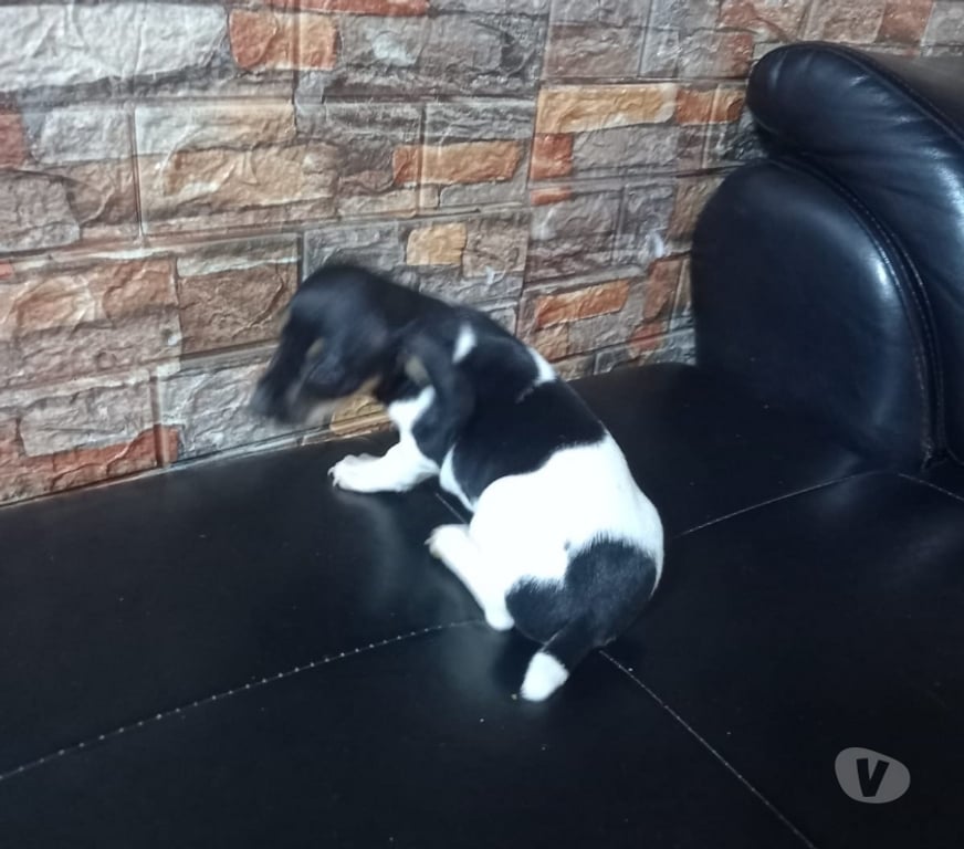 Gatos en Venta Maipo San Bernardo - Fotos de Foxterrier macho 2 meses