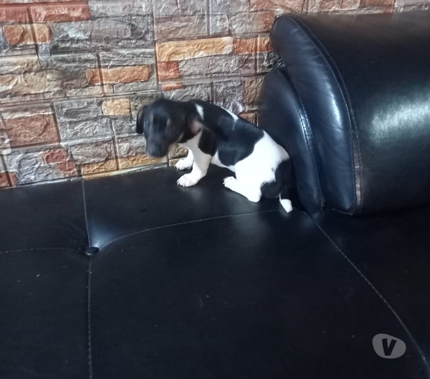 Gatos en Venta Maipo San Bernardo - Fotos de Foxterrier macho 2 meses