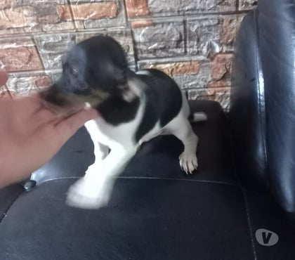 Mascotas en Venta San Bernardo Maipo - Fotos de Foxterrier macho 2 meses