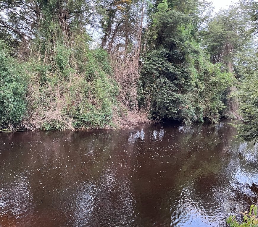 Venta de Haciendas Chiloé Ancud - Fotos de Espectacular Campito 11 has, 1.000 orilla de río