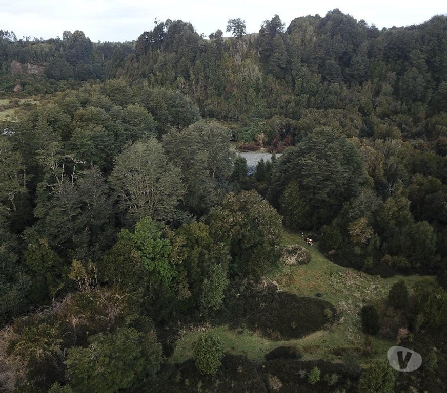 Venta de Haciendas Chiloé Ancud - Fotos de Espectacular Campito 11 has, 1.000 orilla de río