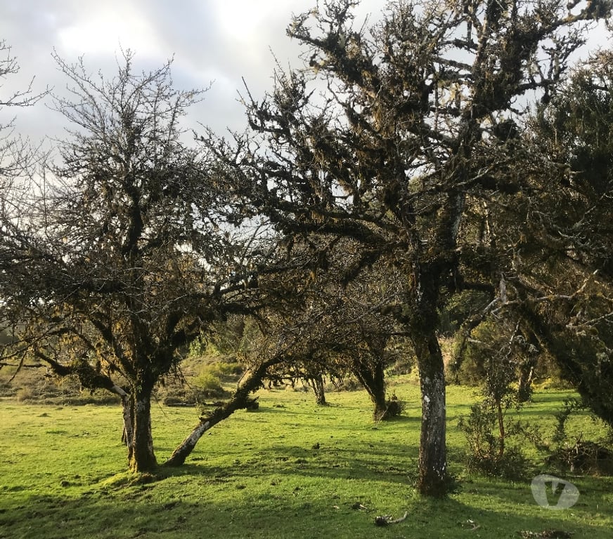 Venta de Haciendas Chiloé Ancud - Fotos de Espectacular Campito 11 has, 1.000 orilla de río