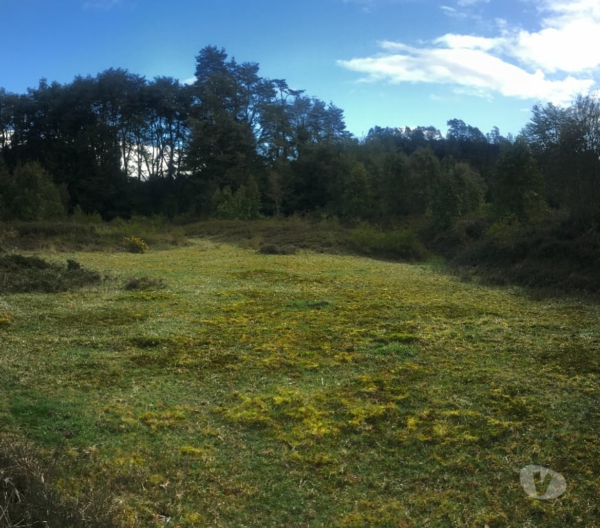 Venta de Haciendas Chiloé Ancud - Fotos de Espectacular Campito 11 has, 1.000 orilla de río