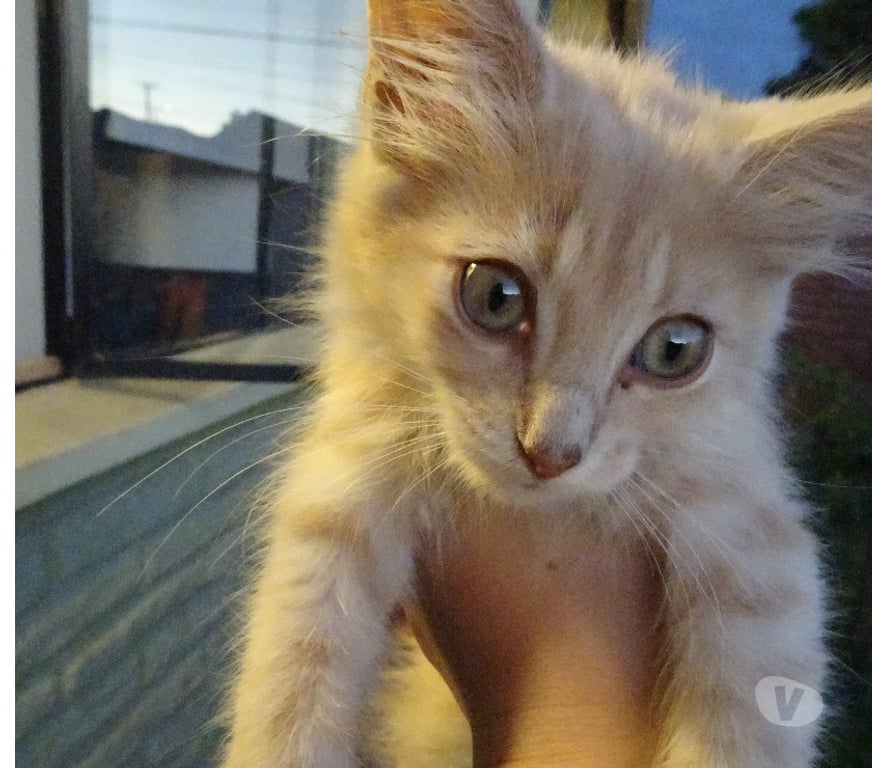 Adopción ed Animales Los Andes Los Andes - Fotos de Gatitas en Adopción.