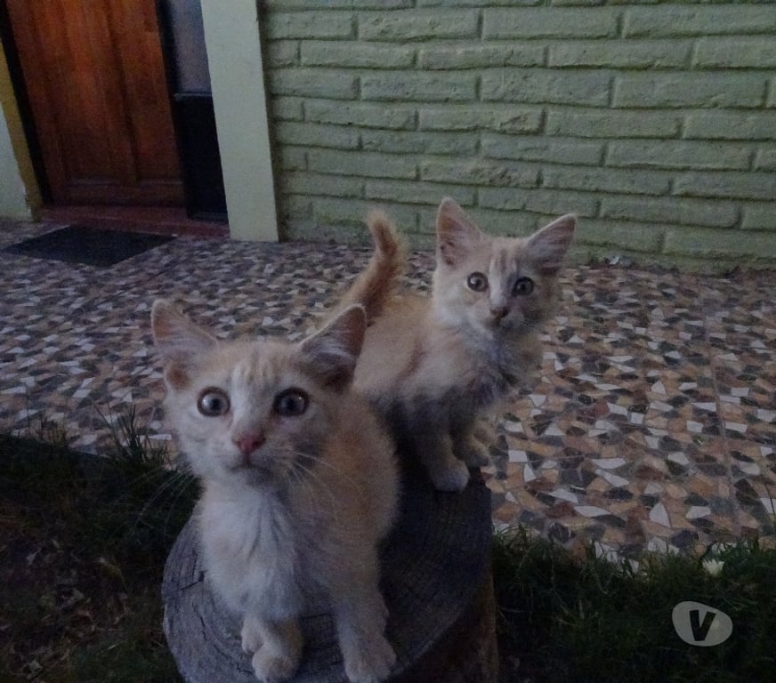 Adopción ed Animales Los Andes Los Andes - Fotos de Gatitas en Adopción.