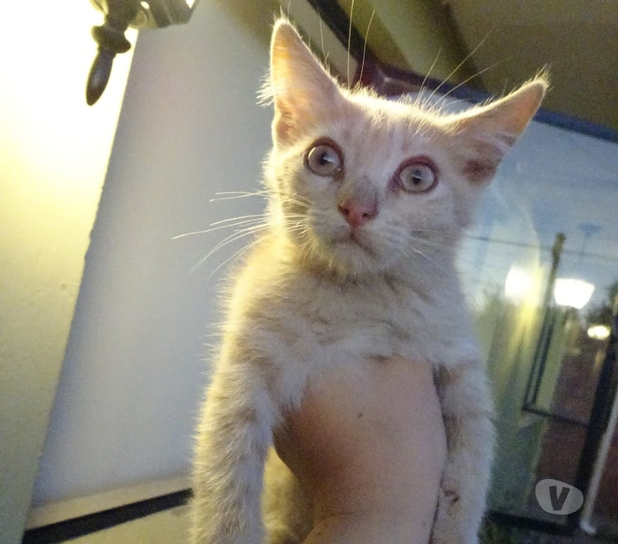 Adopción ed Animales Los Andes Los Andes - Fotos de Gatitas en Adopción.