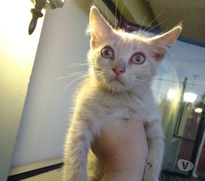 Mascotas Adopción Los Andes Los Andes - Fotos de Gatitas en Adopción.