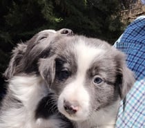 Cachorros border collie, excelente regalo de navidad
