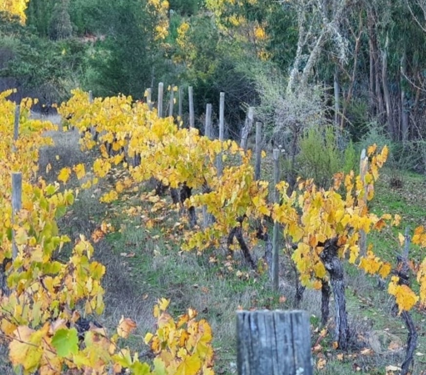 Parcelas en Venta Talca Curepto - Fotos de CUREPTO VENTA PARCELA 50.000 MTS2 CASA 4D 4B GUALLECO