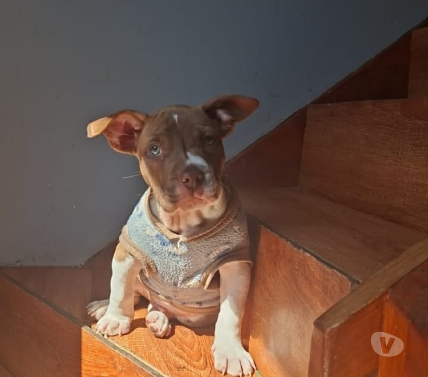 Gatos en Venta Maipo Paine - Fotos de Macho pitbull 5 meses