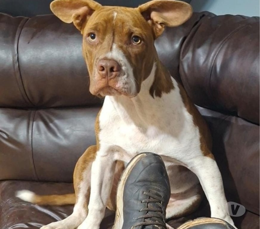 Gatos en Venta Maipo Paine - Fotos de Macho pitbull 5 meses