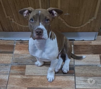 Perros en Venta Paine Maipo - Fotos de Macho pitbull 5 meses