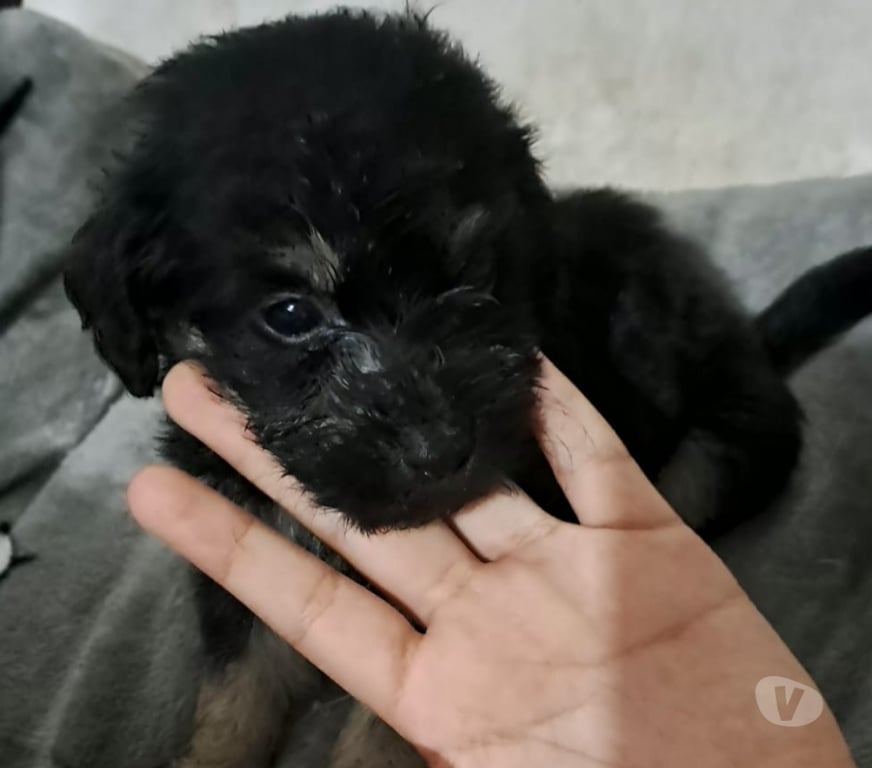 Adopción ed Animales Santiago Santiago - Fotos de Cachorros en adopción