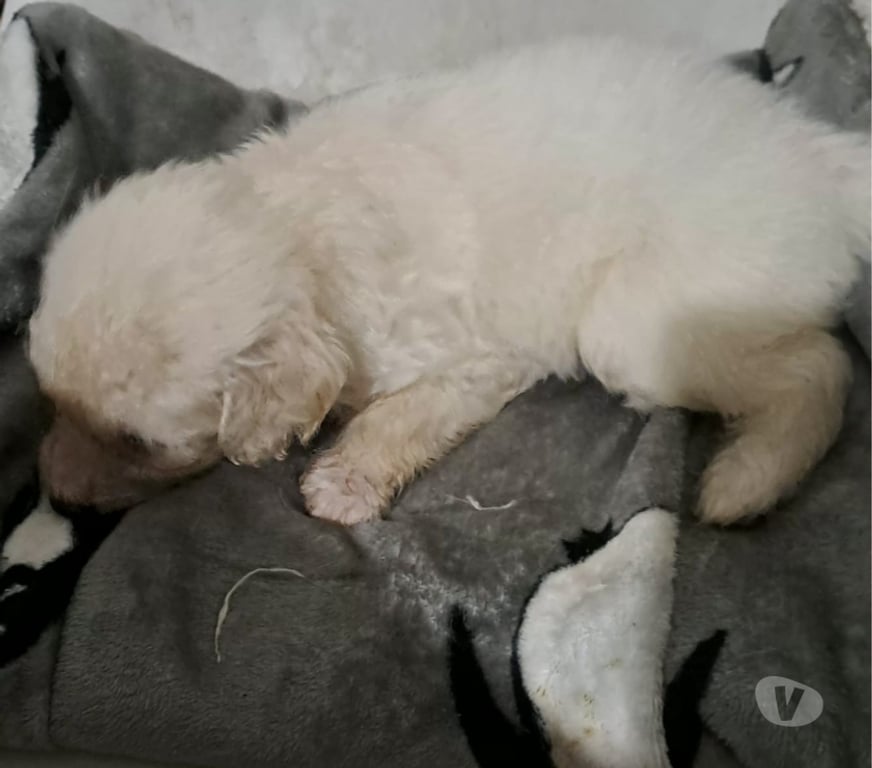 Adopción ed Animales Santiago Santiago - Fotos de Cachorros en adopción