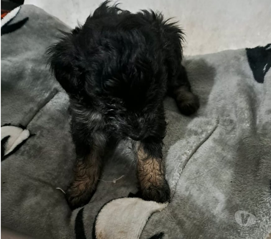 Adopción ed Animales Santiago Santiago - Fotos de Cachorros en adopción