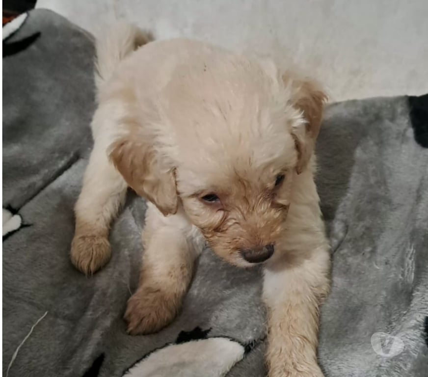 Adopción ed Animales Santiago Santiago - Fotos de Cachorros en adopción