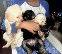 Cachorros en adopción