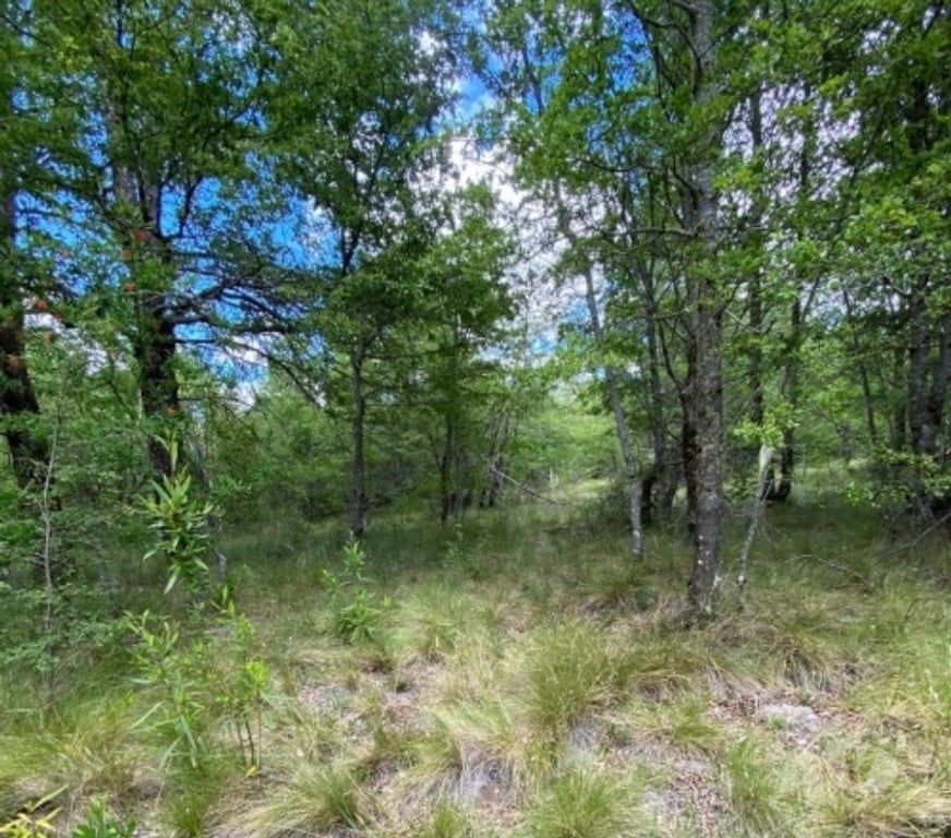 Parcelas en Venta Cautín Pucón - Fotos de PUCON VENTA PARCELA 5.000 MTS2 APP PARAISO ESCONDIDO