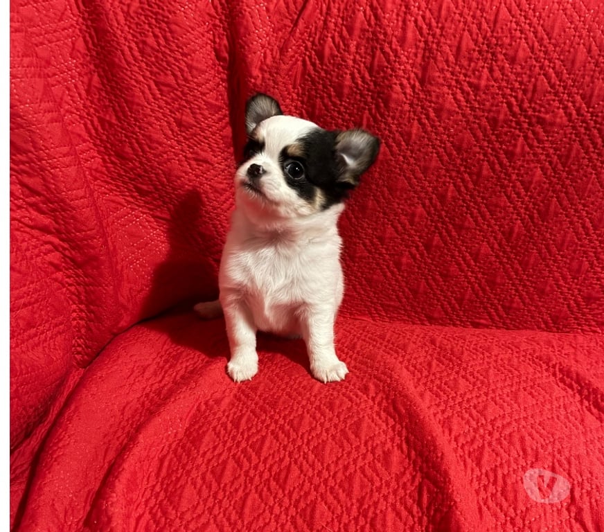 Gatos en Venta Santiago Maipú - Fotos de Chihuahua macho, pelo largo miniatura