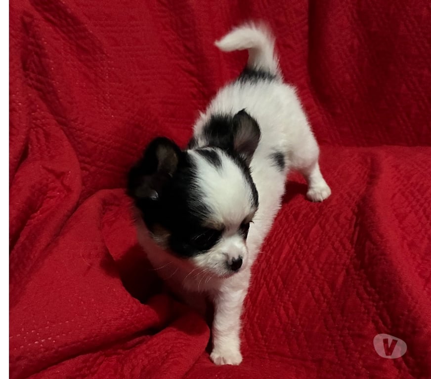 Gatos en Venta Santiago Maipú - Fotos de Chihuahua macho, pelo largo miniatura