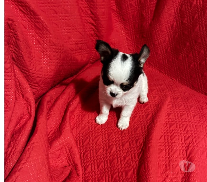 Gatos en Venta Santiago Maipú - Fotos de Chihuahua macho, pelo largo miniatura