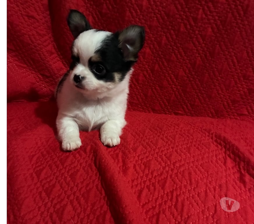 Gatos en Venta Santiago Maipú - Fotos de Chihuahua macho, pelo largo miniatura