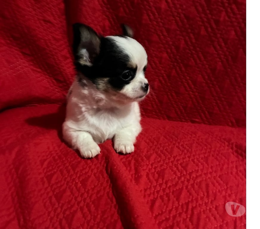 Gatos en Venta Santiago Maipú - Fotos de Chihuahua macho, pelo largo miniatura