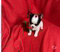 Chihuahua macho, pelo largo miniatura