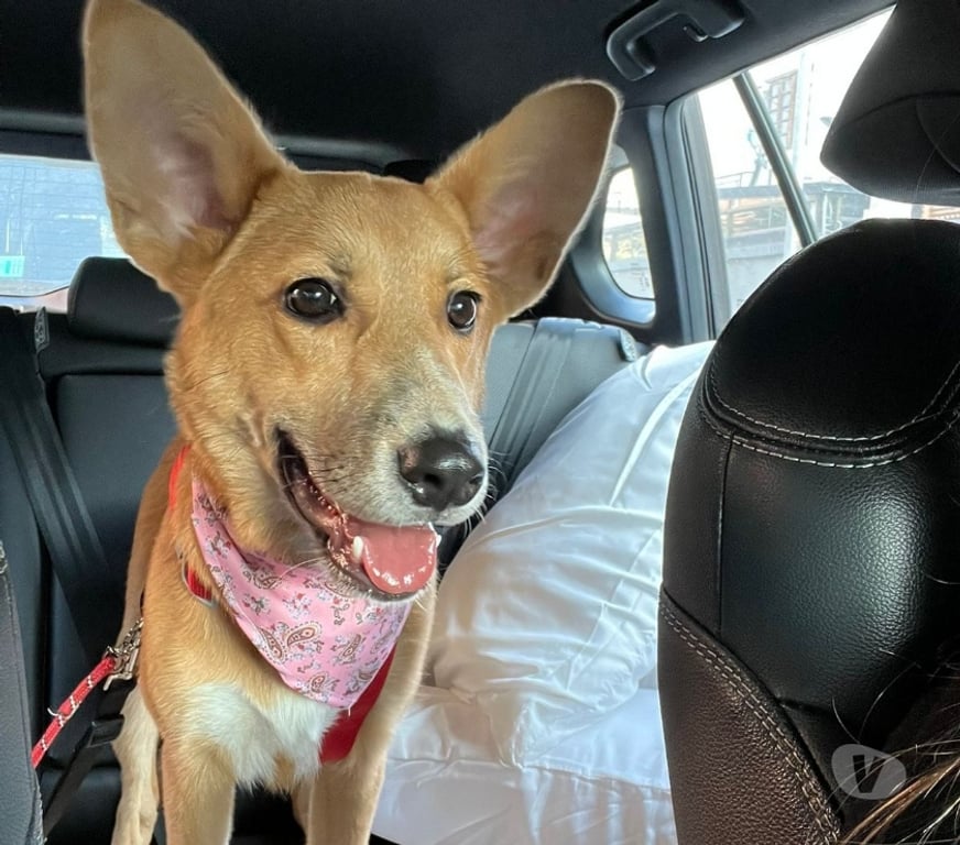 Adopción ed Animales Santiago San Miguel - Fotos de Mila Perrita amorosa 7 meses