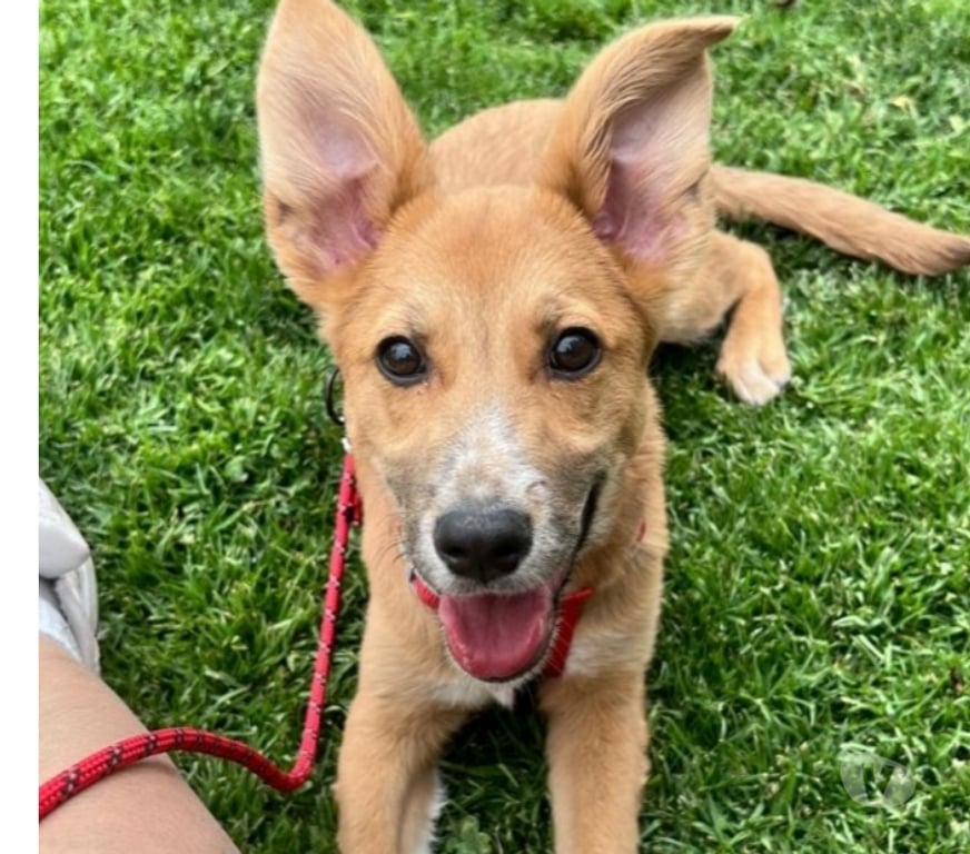 Adopción ed Animales Santiago San Miguel - Fotos de Mila Perrita amorosa 7 meses