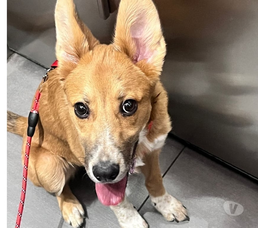 Adopción ed Animales Santiago San Miguel - Fotos de Mila Perrita amorosa 7 meses