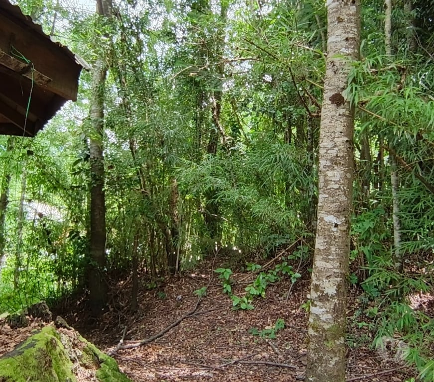 Bienes Raices Valdivia Panguipulli - Fotos de Se vende Casa en el corazón de Huilo Huilo