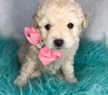 Perros en Venta Maipú Santiago - Fotos de poodle toy machos y hembra