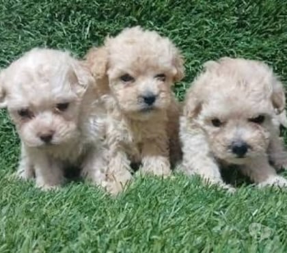 Venta de Mascotas Maipú Santiago - Fotos de poodle toy machos y hembras