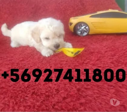 Venta de Mascotas Maipú Santiago - Fotos de Hermosos cachorritos Poodle Toy