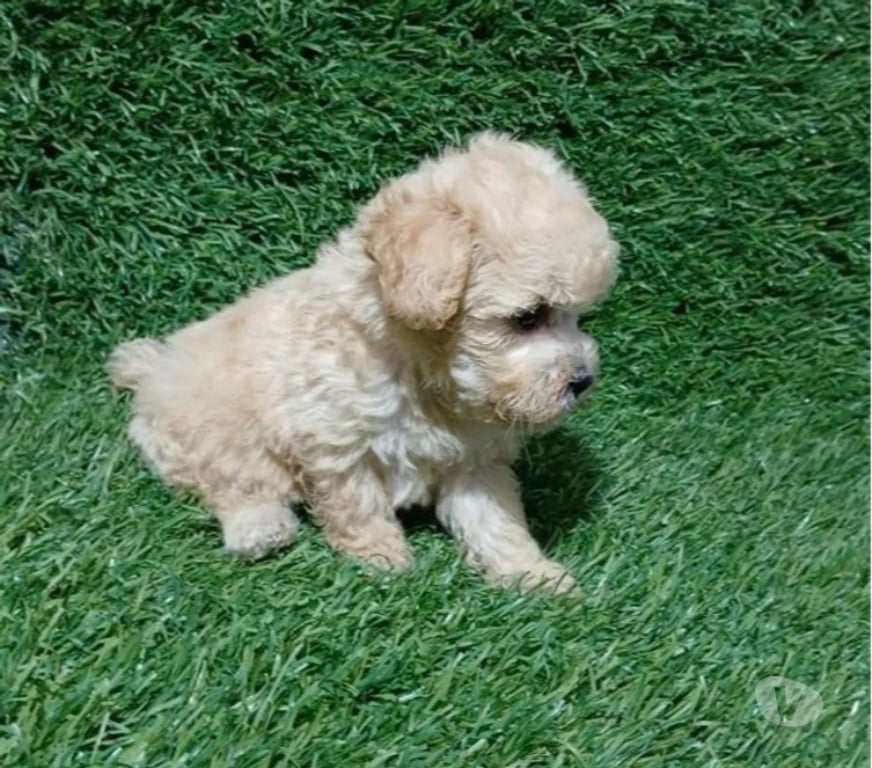 Gatos en Venta Santiago Maipú - Fotos de cachorritos Poodle Toy