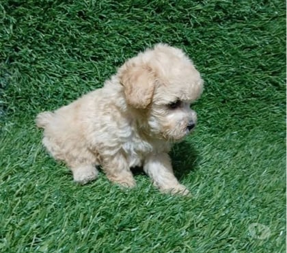 Venta de Mascotas Maipú Santiago - Fotos de cachorritos Poodle Toy