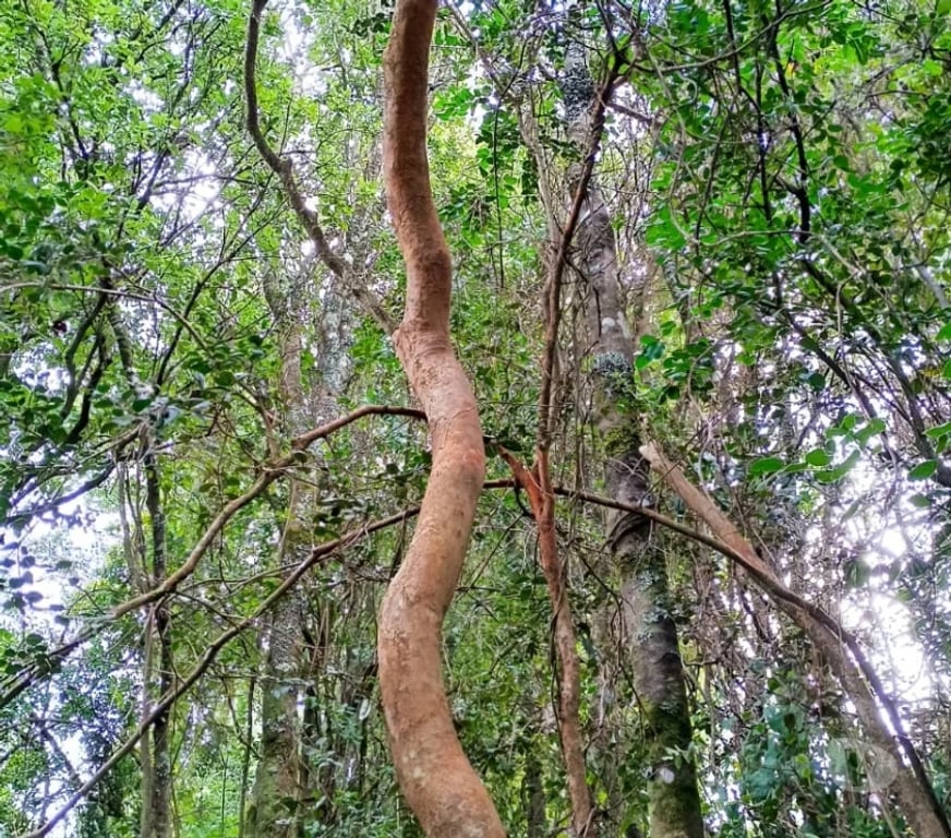 Parcelas en Venta Concepción Florida - Fotos de Parcelas en sector Peninhueque, Florida