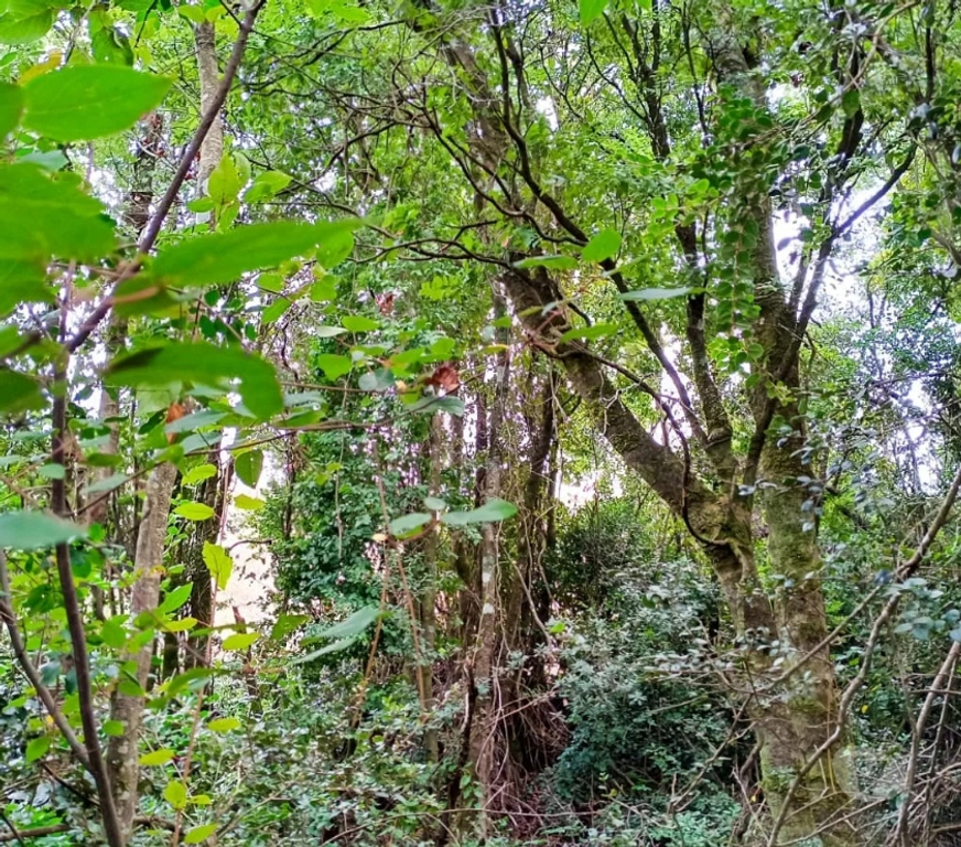 Parcelas en Venta Concepción Florida - Fotos de Parcelas en sector Peninhueque, Florida